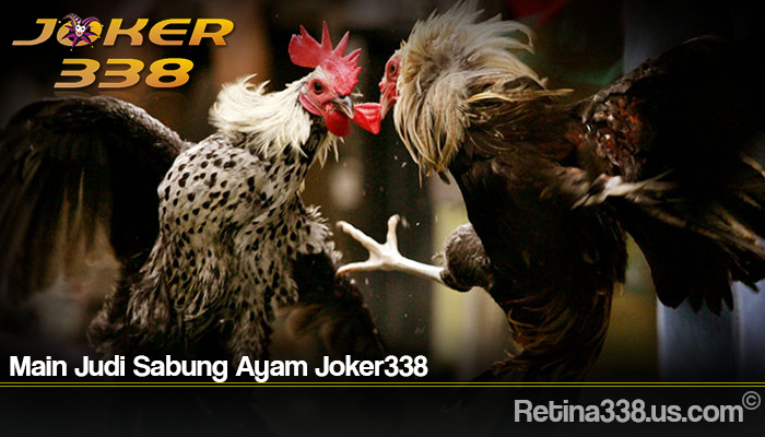 Main Judi Sabung Ayam Joker338