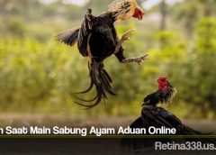 Pilihan Saat Main Sabung Ayam Aduan Online